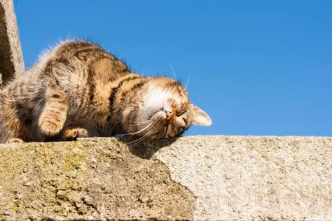 Beautiful cat Stock Photos