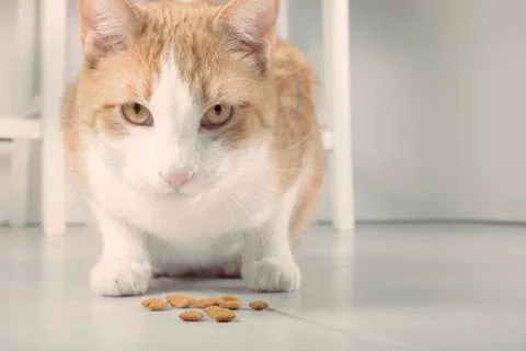 Beautiful cat Stock Photos