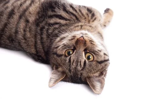 Beautiful cat Stock Photos