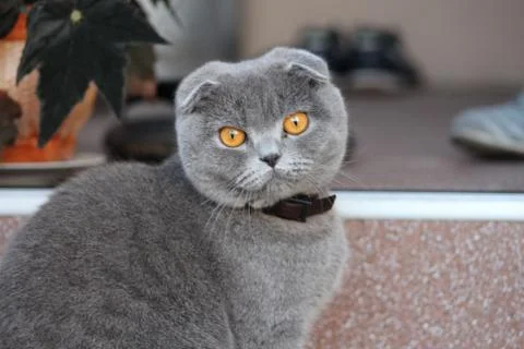 Beautiful cat 库存照片