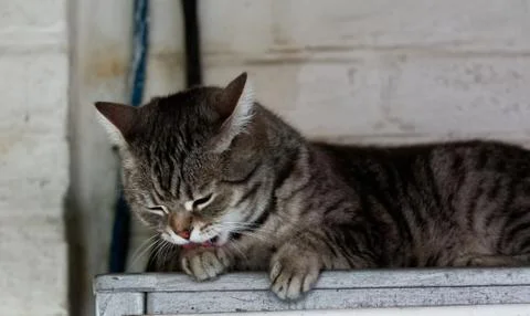 Beautiful cat Stock Photos