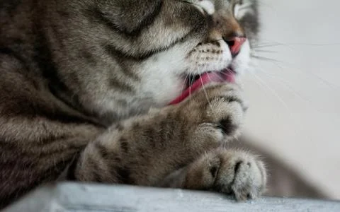 Beautiful cat Foto stock