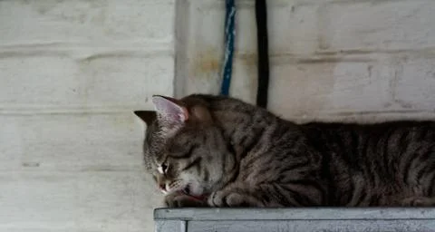Beautiful cat Foto stock
