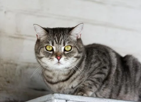 Beautiful cat Stock Photos
