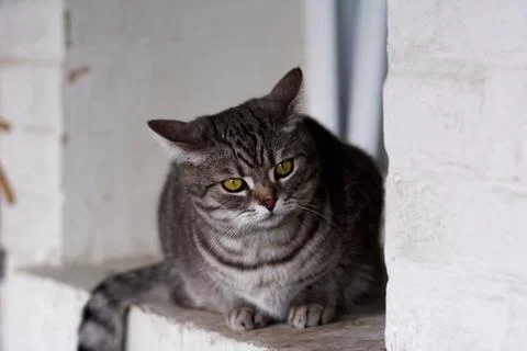 Beautiful cat Foto stock