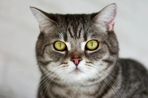 Beautiful cat Foto stock