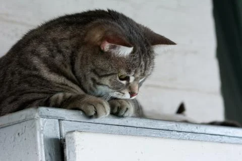 Beautiful cat Foto stock