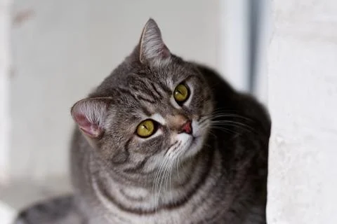 Beautiful cat Foto stock