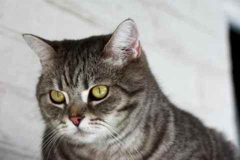 Beautiful cat Foto stock