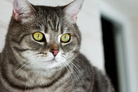 Beautiful cat Foto stock
