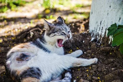 Beautiful cat Stock Photos
