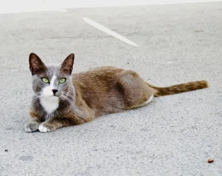 Beautiful cat Stock Photos