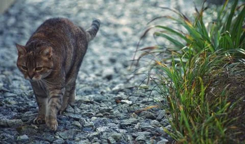 A beautiful cat Stock-Fotos