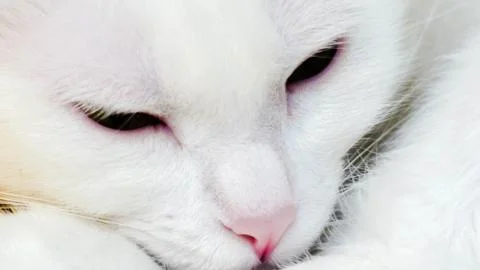 Beautiful cat Stock-Fotos
