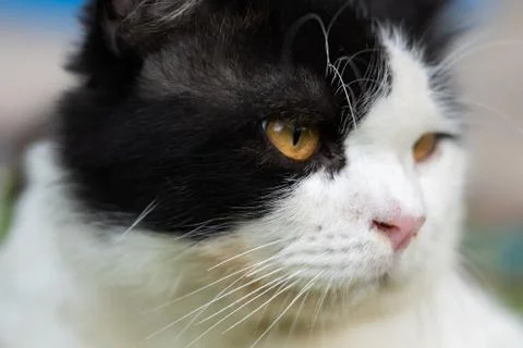 Beautiful cat Stock Photos