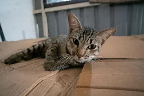Beautiful cat 库存照片