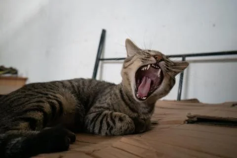 Beautiful cat Stock Photos