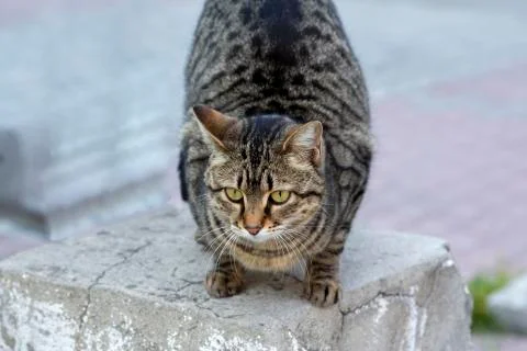 Beautiful cat Stock Photos