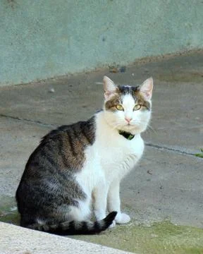 Beautiful cat Foto stock