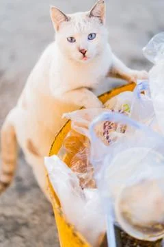 The beautiful Cat Foto stock