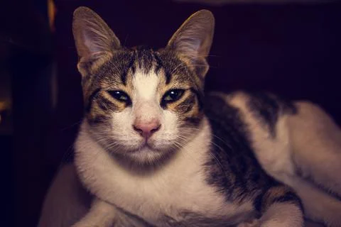 Beautiful cat Stock Photos