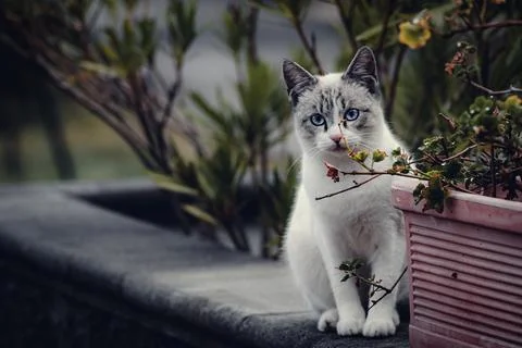 Beautiful cat Stock Photos