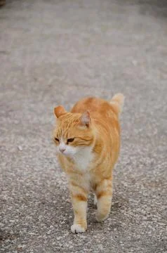 A beautiful cat. Stock Photos