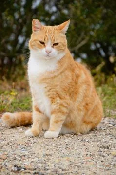 A beautiful cat. Stock Photos