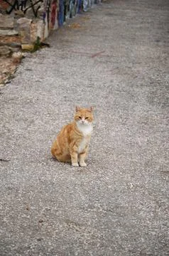 A beautiful cat. Stock Photos