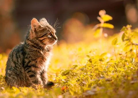 Beautiful cat 库存照片