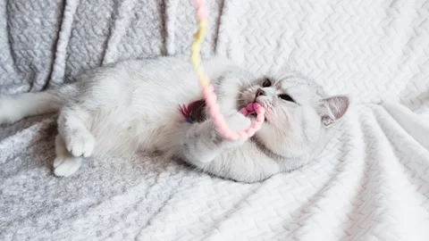 Beautiful cat playing with colored ribbons Stock Footage 291738679