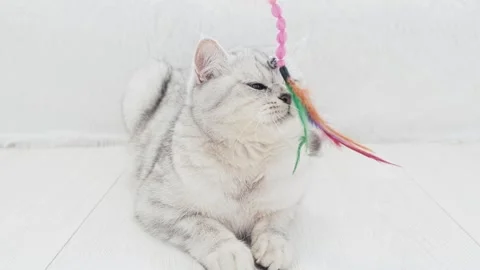 Beautiful cat playing with colored ribbons. Gray funny kitten. Stock Footage 291740853