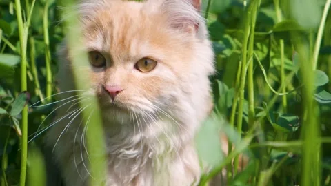 Beautiful cat playing in the fields. cat in greenry. Playful cats. 스톡 동영상 342609913