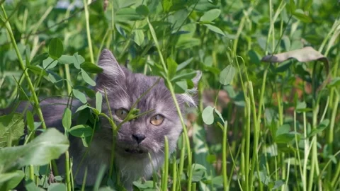 Beautiful cat playing in the fields. cat in greenry. Playful cats. Stock-Footage 342610295
