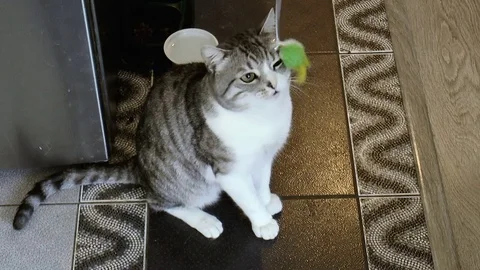 Beautiful cat playing with toy Stock Footage 78303825