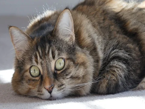 Beautiful Cat Resting Stock Footage 74584959