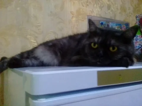 Beautiful cat resting Stock Footage 111850448