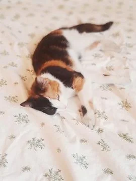 A beautiful cat is resting Stock Photos