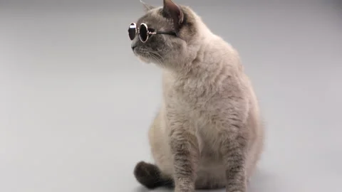 Beautiful cat with round glasses on the light grey background Stock Footage 277294948