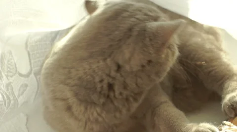 Beautiful cat in search of game Video stock 45588078