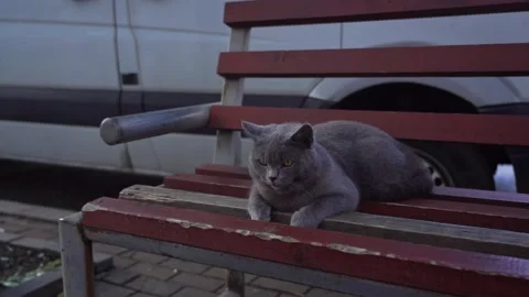 Beautiful cat sits on a bench Stock Footage 220485023