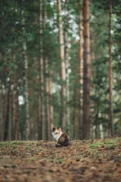 Beautiful cat sits on a lawn in the forest, looks straight at the camera and Stock Photos