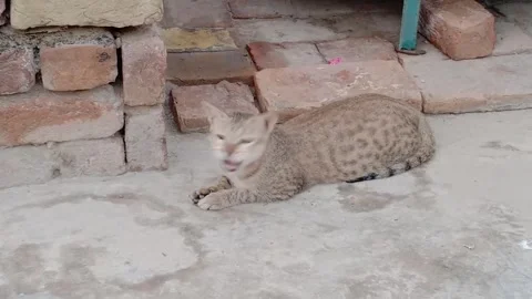 Beautiful Cat Sitting Gracefully on the Ground Stock Footage 346338776