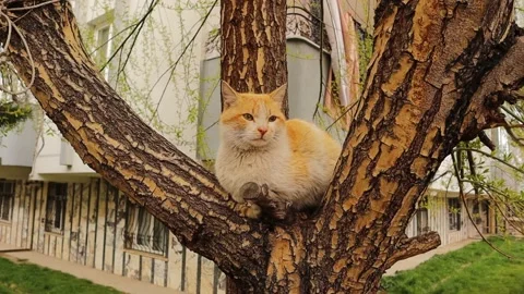 Beautiful cat sitting on the tree in the garden. Urban Wildlife,  cats, pets Stock Footage 192023257