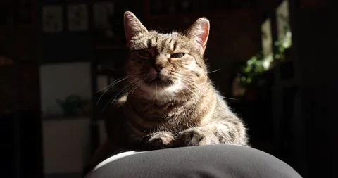Beautiful cat sleeping on grey sofa and looks,closeup. Cat sleep calm and relax Stock Footage 187643373