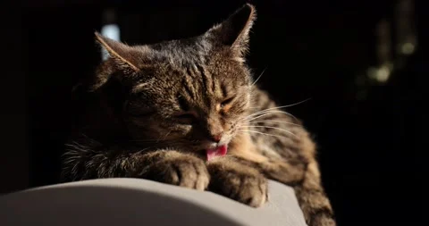 Beautiful cat sleeping on grey sofa and looks,closeup. Cat sleep calm and relax Stock Footage 187645831
