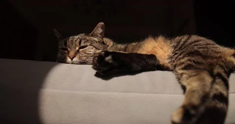 Beautiful cat sleeping on grey sofa and looks,closeup. Cat sleep calm and relax Stock Footage 187646683