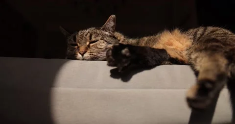 Beautiful cat sleeping on grey sofa and looks,closeup. Cat sleep calm and relax Stock Footage 190981581