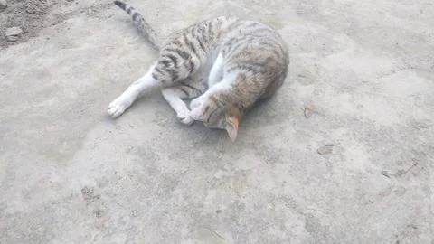 This beautiful cat is sleeping on the ground different style Foto stock