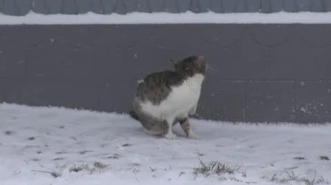 Beautiful cat in snow Stock Footage 11887863